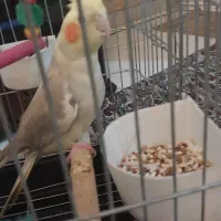 یه جفت عروس هلندی|پرنده|ری, شهرری|دیوار