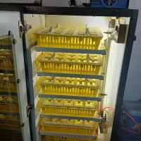 دستگاه جوجه کشی|لوازم جانبی حیوانات|مشهد, سیلو|دیوار