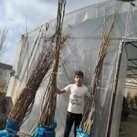 نهالستان طلا سبز حسینیان|خدمات باغبانی و درختکاری|میاندوآب, |دیوار