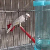 قناری نر سوپری|پرنده|ملایر, |دیوار