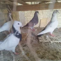فروش کبوتر