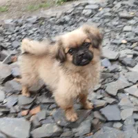 توله سگ پاکوتاه  ماده میکس پامر وشیواوا