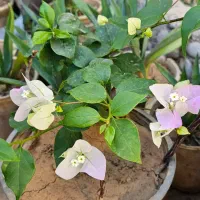 گل کاغذی شکوفه گیلاسی(Cherry Blossom)|گل و گیاه طبیعی|شیراز, شهرک بهشتی|دیوار