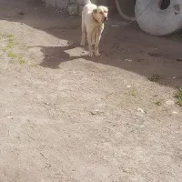 ماده سرابی