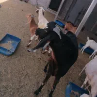 پاچن نسل 3 یا 4 قلو