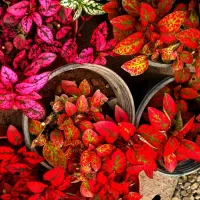 گل همیشه گلدار ماندگار پروین۸۰|حراج|بروجرد, |دیوار