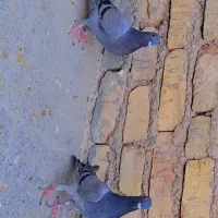 جفت جوجه زاجل اصل کاردرست|پرنده|یزد, |دیوار