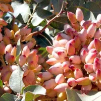 فروش نهال گلدانی  پسته پیوندی رویال نهال