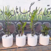 حراج ۴عدد گلد ان سرامیکی فقط ۱۶۸ تا امشب|گل و گیاه طبیعی|یزد, |دیوار