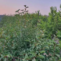 فروش باغ ۱۰۰۰متری در شاهنامه ۷۶ دور دیوار|فروش زمین و ملک کلنگی|مشهد, شمس آباد|دیوار