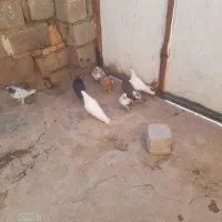 کبوتر پرشی|پرنده|مسجد سلیمان, |دیوار