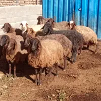 ۱۲میش اوست سنگین|حیوانات مزرعه|طرقبه, |دیوار