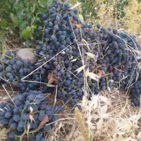 باغ سه هزار متری انگور و پسته|فروش دفتر صنعتی، کشاورزی، تجاری|ایوان, |دیوار