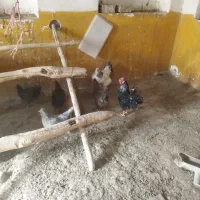 خروس گلین جوان هشت ماهه