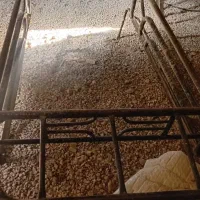 فروش باربند پیکان