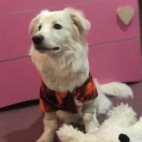 توله اشپیتز