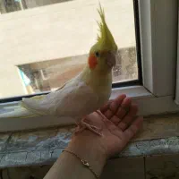فروش عروس هلندی