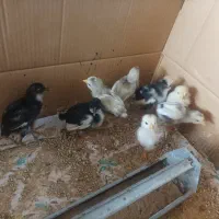 گلین|حیوانات مزرعه|جوادآباد, |دیوار