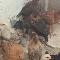 جوجه محلی دونه ۱۰۰هزار تومان