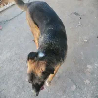 حیوان|سگ|چناران, |دیوار