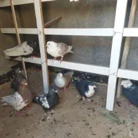 سلام تعدادی کبوترپرشی|پرنده|مشهد, امیریه|دیوار