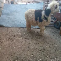 یک راس بره ماده سالم سرحال