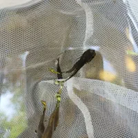 ماهی گوپی مولد|ماهی|جیرفت, |دیوار