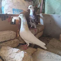 کبوتر نر پرشی|پرنده|ایوان, |دیوار