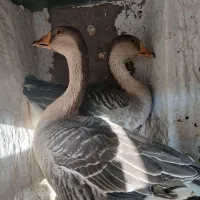 قوغاز اوکراینی.|حیوانات مزرعه|برخوار, |دیوار