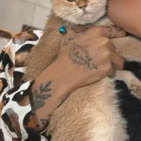 گربه اسکاتیش