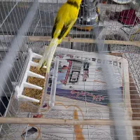 قناری رسمی بلند ماده|پرنده|ری, شهرک نظامی|دیوار