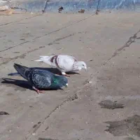 آلمانی و رنگه