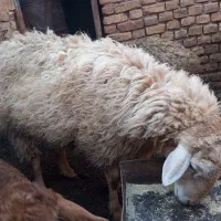 گوسفند .قوچ|حیوانات مزرعه|باشتین, |دیوار