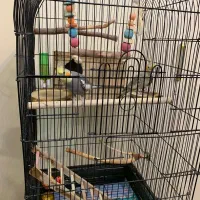 دو عدد عروس هلندی با قفس|پرنده|تهران, توحید|دیوار