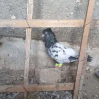 باسلام یه عدد کبوتر کله سیا .جوان کفتر.نر|پرنده|الوند, |دیوار