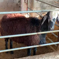 قوچ همو|حیوانات مزرعه|بابل, |دیوار