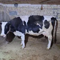 گاو جوان آبستن