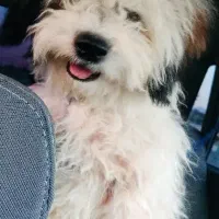 سگ اشپیتزتریرماده|سگ|کرمان, |دیوار