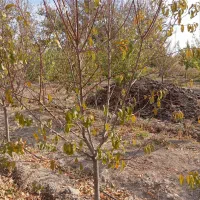 درخت هلو|خدمات باغبانی و درختکاری|شاندیز, |دیوار