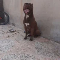 پیتبول نروارداتی