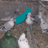 کفتر افغانی ماده امری مگسی کله سفید و افشون|پرنده|پاکدشت, پاکدشت (مامازند)|دیوار