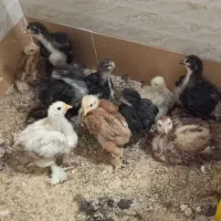 جوجه برهما زیر مرغی و خروس برهما بیگ سایز