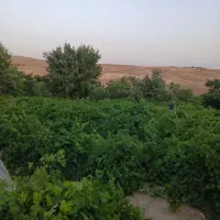 فروش باغ انگور در روستای گیجالی پایین|فروش دفتر صنعتی، کشاورزی، تجاری|بروجرد, |دیوار