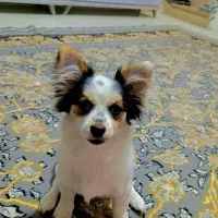 توله چهار ماه باهوش باهوش نژاد اشپیز پامر