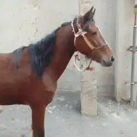 کره اسب جوان سه ساله|اسب و تجهیزات اسب‌سواری|تبریز, |دیوار