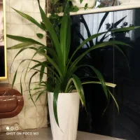 گیاه اپارتمانی