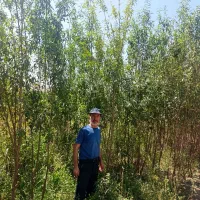 باکیفیت ترین نهالها در شهـر نهـال