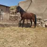 اسب|اسب و تجهیزات اسب‌سواری|تبریز, |دیوار