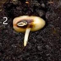 بذر وبذر جوانه زده کاپاریس کاسپار|گل و گیاه طبیعی|اصفهان, خوراسگان|دیوار