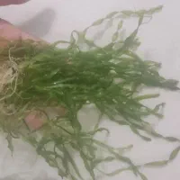 گیاه گندمی آکواریوم|ماهی|تهران, قصر فیروزه ۲|دیوار